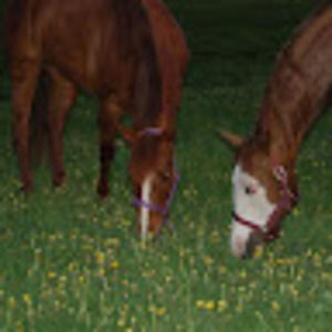 Meet your Posher, Lori